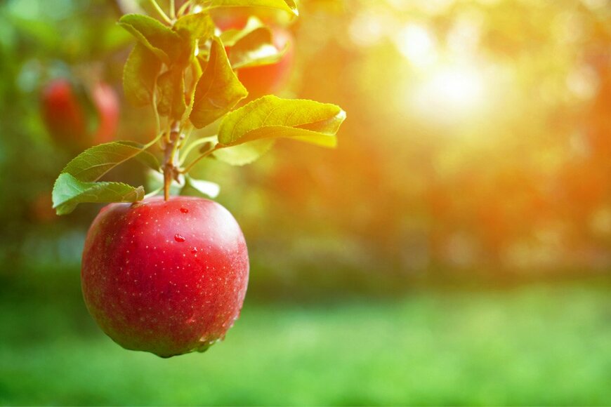 【最新調査結果】1年前に比べてりんごの値段が最も上がった都市TOP10