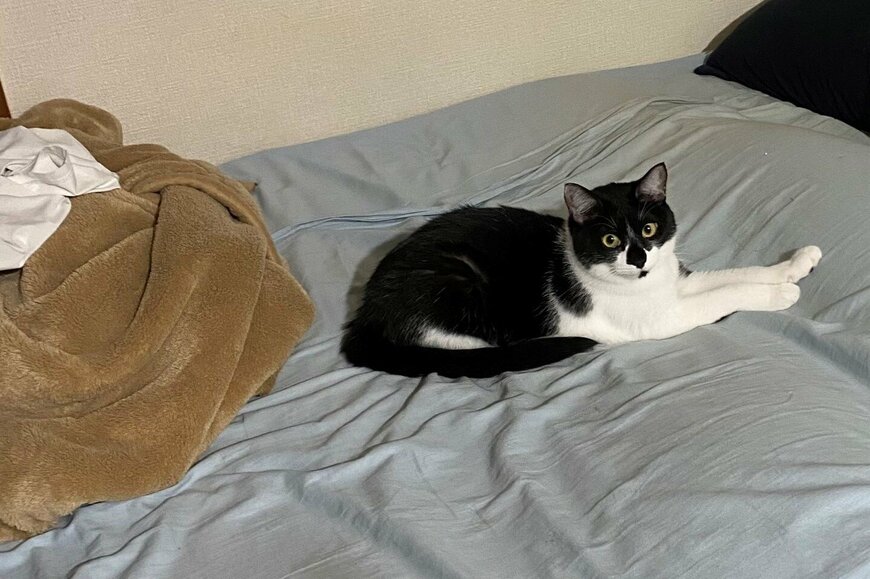 Twitterで話題の、我が物顔でベッドを占領する猫