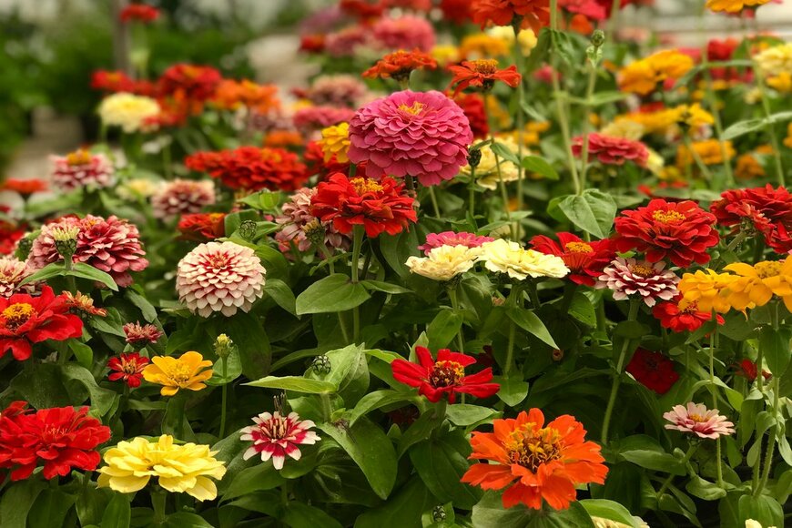 【ガーデニング】夏の庭を華やかに彩る！色や形が豊富な花オススメ6選、花壇をオシャレな仕上がりに 