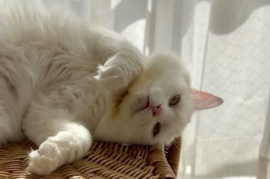 モコモコな元保護猫さん　魅惑の寝姿が話題「これは……」