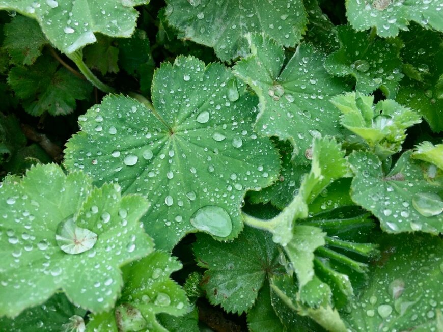 緑の葉の上にたくさんの水の粒がのっている、アルケミラ・モリス