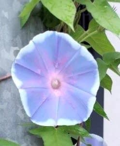 母親から送られてきたアサガオの写真