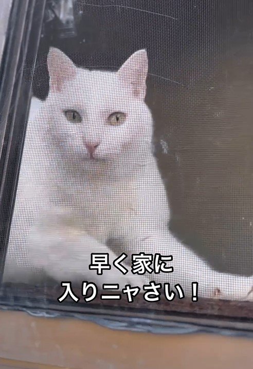 ママを心配する猫