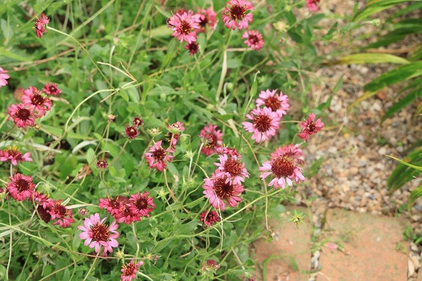 ピンクの花を咲かせている、ガイラルディア