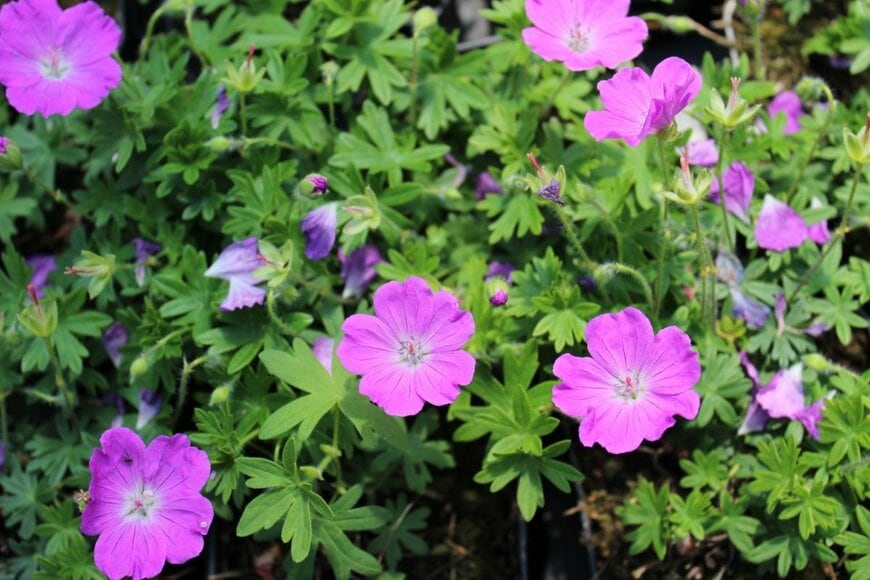 ピンクの花を咲かせている、ゲラニウムv