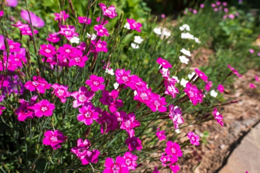 ピンクの花を咲かせている、ナデシコ