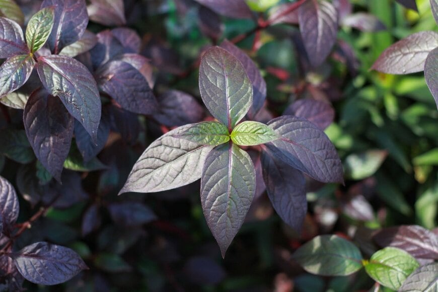 アルテルナンテラの紫の葉