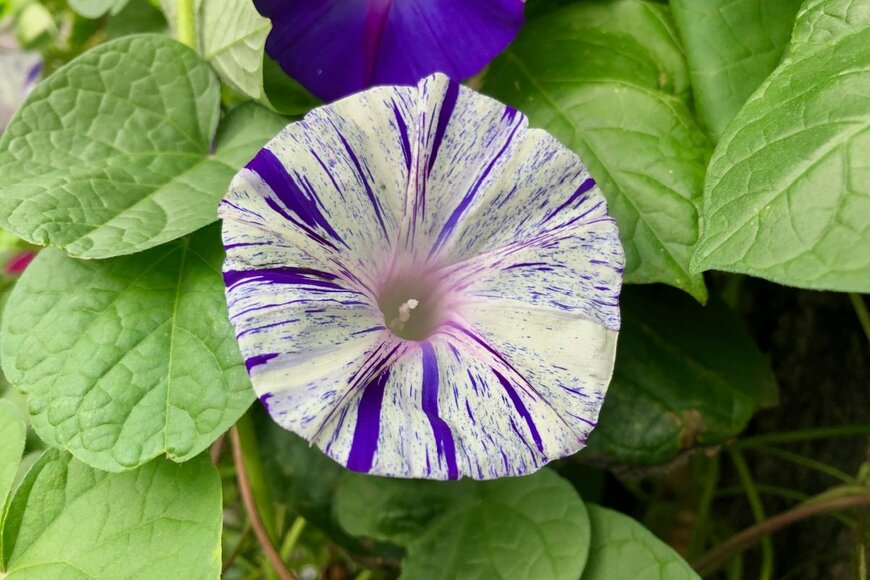 アサガオの江戸風情の花。色は白地に紫のストライプ。