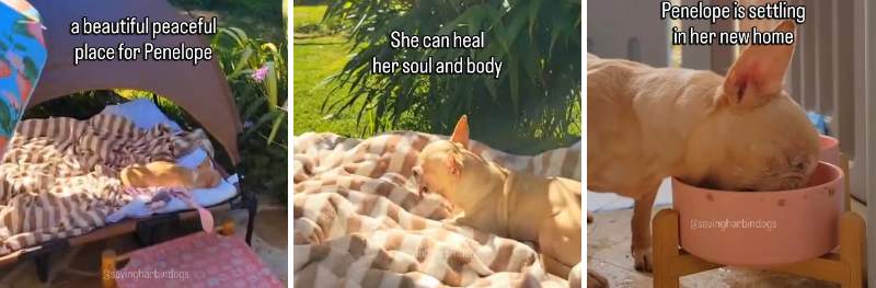 出所：<u><a href="https://www.instagram.com/p/DZfHPBppfZt/" target="_blank">@savingharbindogs</a></u>