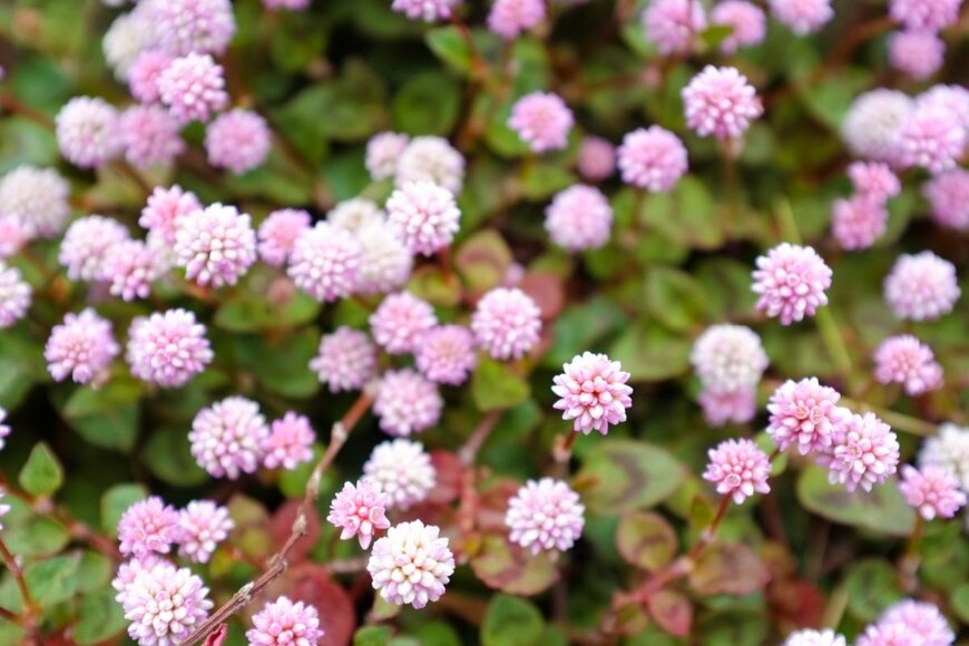 淡いピンク色のヒメツルソバの花が満開