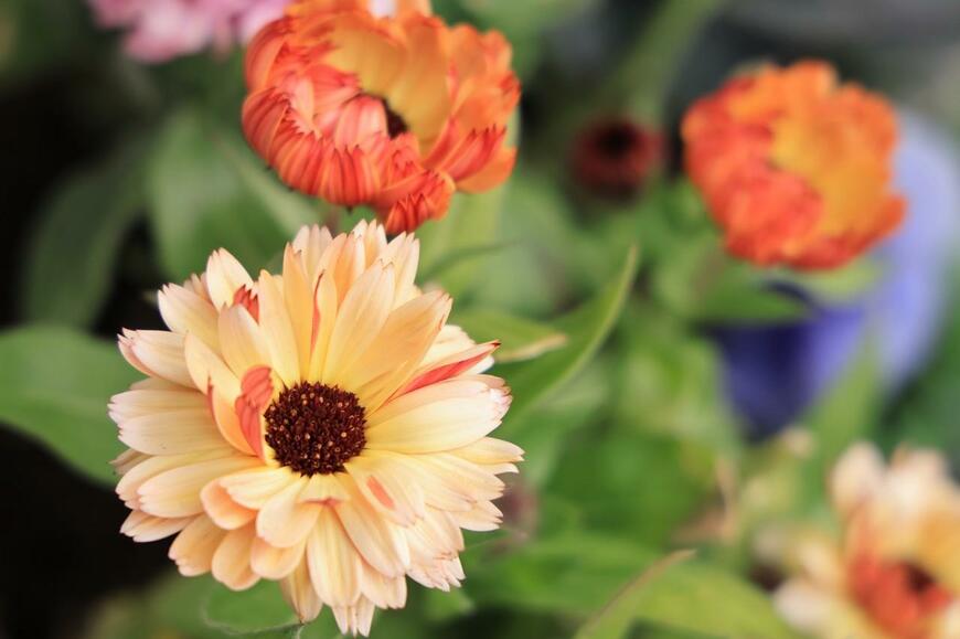 オレンジ色のカレンデュラの花