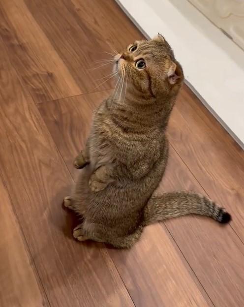 何かを伝えたい猫