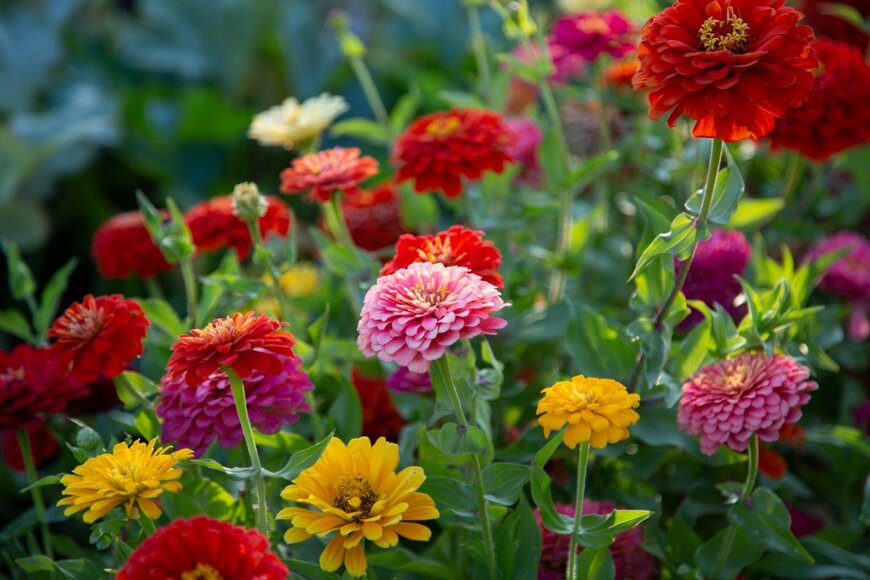 ジニアの花が咲いている。色は赤、ピンク、黄色。