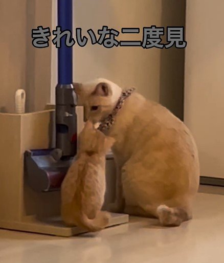 2度見する猫