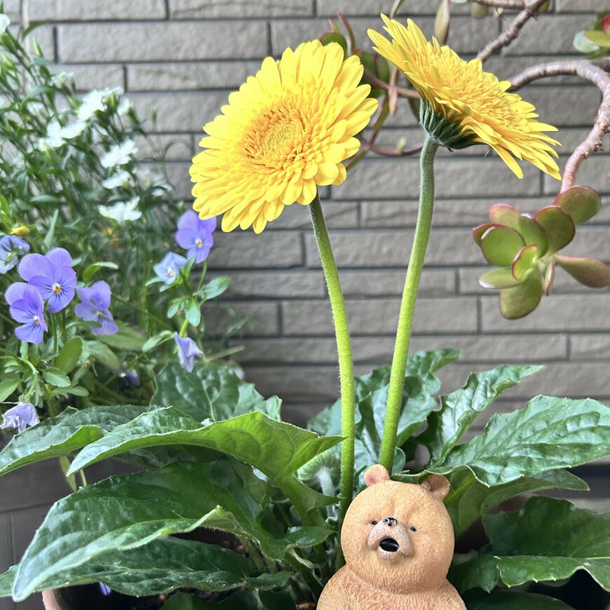 お花の下にいるクマさん