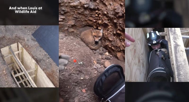 地下3mの穴に取り残された子ぎつねの救出作業
