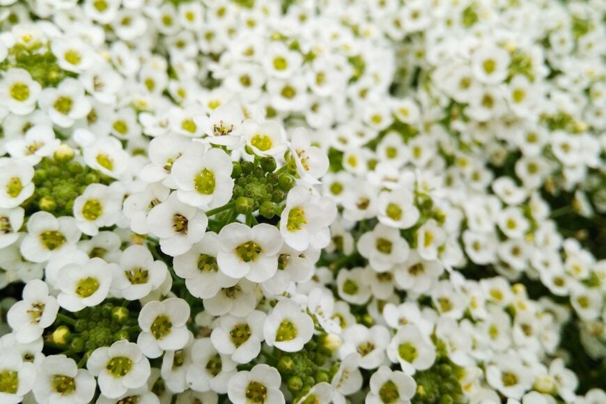 白い小花を株いっぱいに咲かせているスイートアリッサム
