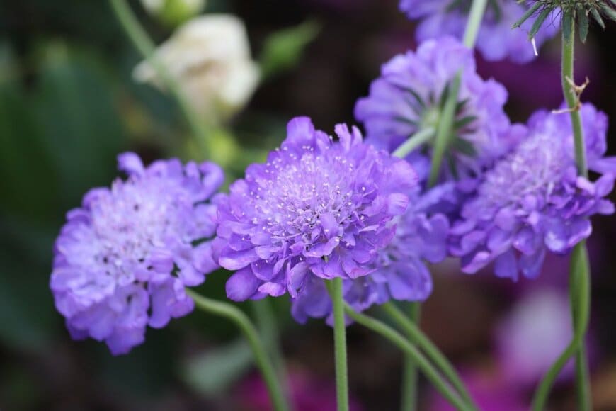 青紫の花を咲かせているスカビオサ
