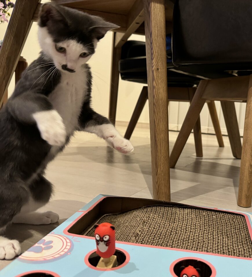 もぐらたたきする子猫