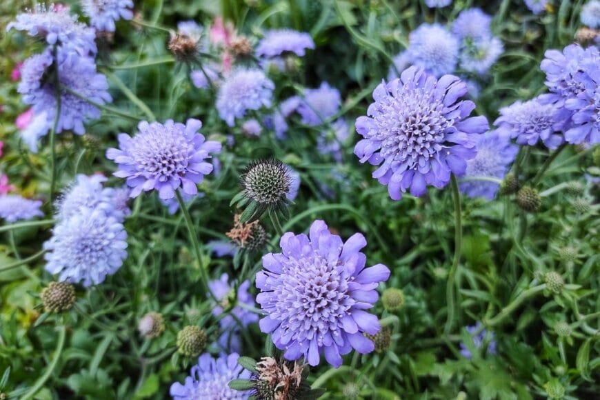 青紫のスカビオサの花のアップ画像