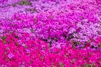 【ガーデニング】草むしりの救世主〈グランドカバーおすすめ5選〉成長穏やかでお手入れ簡単な地被植物