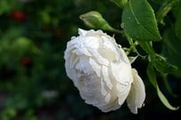 半日陰の狭い庭でも【憧れのローズガーデン】コンパクトに育つ《耐陰性があるバラ》おすすめ6選