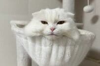 【ほんとに同じ猫？】普段と寝ている時の違いに思わず目を疑う　「可愛すぎる」「思わず顔真似しちゃった」