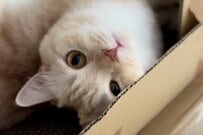 くつろぐ猫ちゃんにカメラを向けたら→あざと過ぎる反応に「満点の愛らしさ」