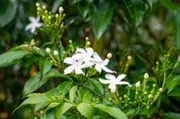 キャシー中島 星のようなピカケの花を公開！純白で可憐な姿に「白が綺麗」「可愛い花ですね」「清楚な感じ」の声