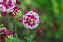 【多年草ガーデニング】この春「思わずお庭に迎えたくなる」オシャレな多年草4選！お手入れ楽ちん＆見栄えよし