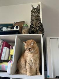 猫「野郎！どこ行きやがった」　雲隠れした後輩猫の『得意顔』に笑ってしまう