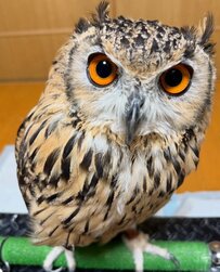 【フクロウのビフォーアフター】換羽期→1か月後、不揃いなボサボサ頭から驚きの変化を遂げた姿に思わず二度見！