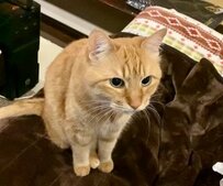 【ダンス！？】くびだけを器用に動かす猫ちゃんが話題に！リズム感抜群の姿に「お上手です！」の声