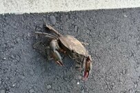 台湾旅行中の道端で見つけた「縛られたカニ」 不可解な姿にさまざまな憶測が寄せられる