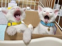 【双子の白猫コンビ】から目が離せない　「かわいすぎてどうしよう」「2匹の間に入りたい」