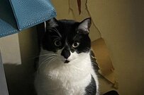 近くに寝床があるけど…猫が選んだ場所に「大好き」が溢れてる