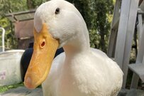 「絵を描きたいのに描けない」　必死に構ってアピールするアヒルがかわいい