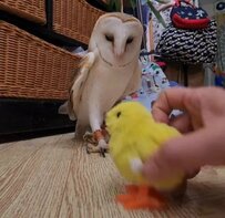 【ドン引きするメンフクロウ】おっと...！向こうから来た？おもちゃに引き気味のフクロウが可愛い