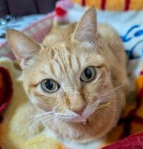 「よろしくな」悪そうな笑顔で握手をする猫が話題！「好きすぎる」と反響が続出