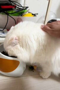 「ちゃんとそばにいてニャ」ごはんを食べる時にナデナデされたい猫ちゃん　甘えん坊な姿に「かわいい」「ご機嫌」