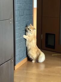 【出待ち中の猫ちゃん】キッチンにいるママを驚かせようとしている？ママへの愛が伝わる行動に大反響