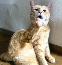 「また足がつった…」リラックスする元保護猫→まるで必死すぎる人間に見えて笑ってしまう