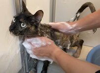 シャンプーをされる猫ちゃんが可愛すぎる！おとなしい様子に「お利口さんですね！」の声