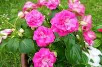 【ガーデニング】やっぱりピンクの花が好き！キュートな庭になる「多年草＆一年草」8選