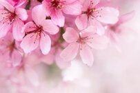 【4月分から増える】年金額がわかる「年金振込通知書」はいつ届く？【月20万円の年金】を支給される人の割合とは