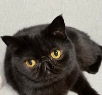 くつろぐ黒猫ちゃんを前から見ると…→なんだか「たくましめ」に感じるクールなポーズが話題