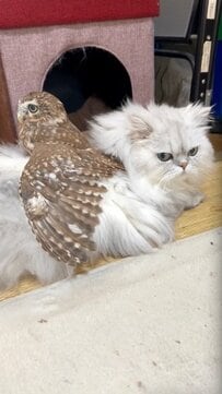 【猫の背中に乗るフクロウ】どこに行くにも一緒！深い信頼関係に「素敵！」「仲良しですね」の声が続々と