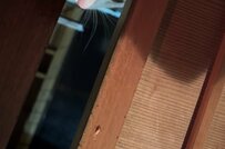 「いつ撮ったか覚えていない」ホラー感漂う写真に写る猫が可愛い