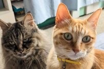 美形親子猫の「無言の圧力」　飼い主に「求めたこと」が話題に