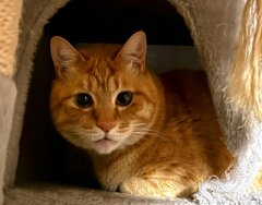 【激しいギャップ】美猫からの落差がすごい…「とんでもない変顔」を見せた猫に笑ってしまう
